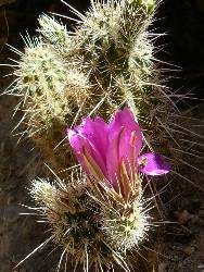 wgcbf-day9-4  Cactus blooms.jpg (281956 bytes)